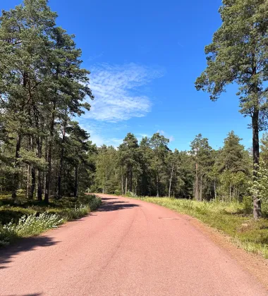 En åländsk väg av asfalt som går genom en tallskog